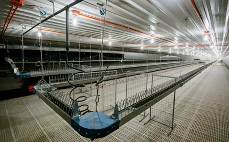 Automated Poultry Systems